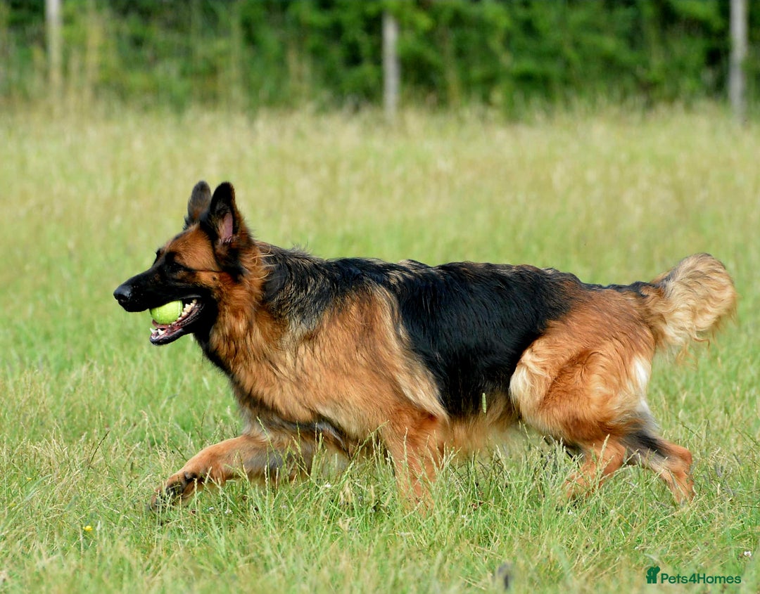German Shepherd dogs for sale: Retired home needed for a GSD health tested female - Image 4