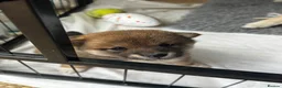 Japanese Shiba Inu dogs for sale: Shiba Inu puppies  - Advert 3