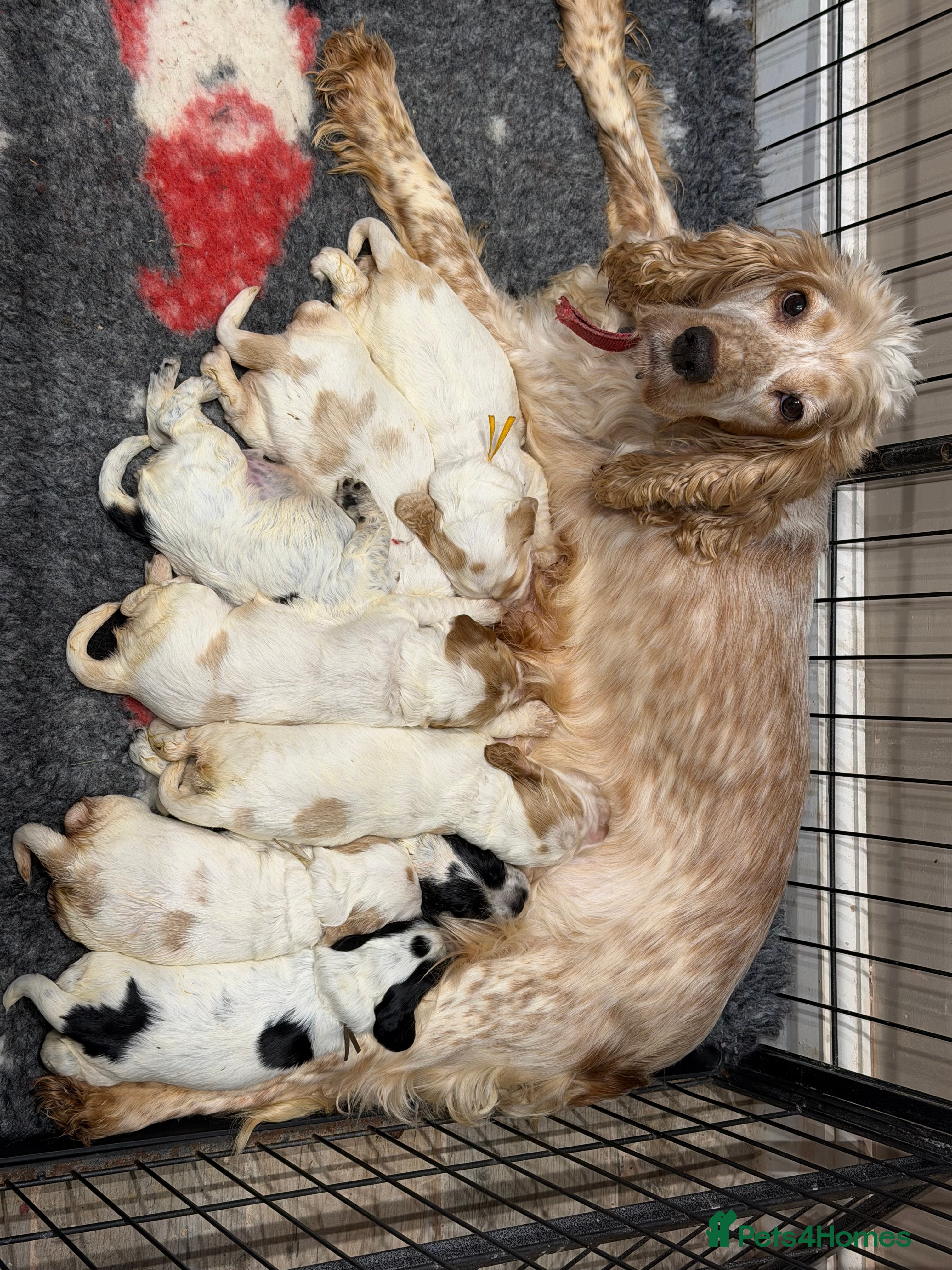 Cocker Spaniel dogs KC Registered & Fully DNA tested  - Advert 1