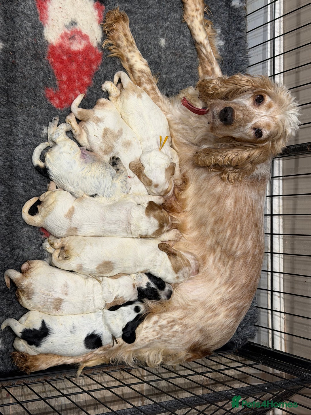 Cocker Spaniel dogs for sale: KC Registered & Fully DNA tested  - Advert 1