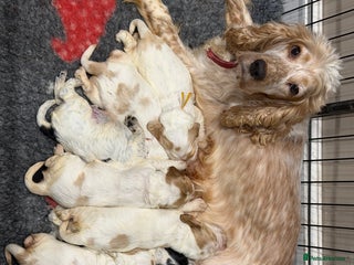 Cocker Spaniel dogs KC Registered & Fully DNA tested - Advert 1