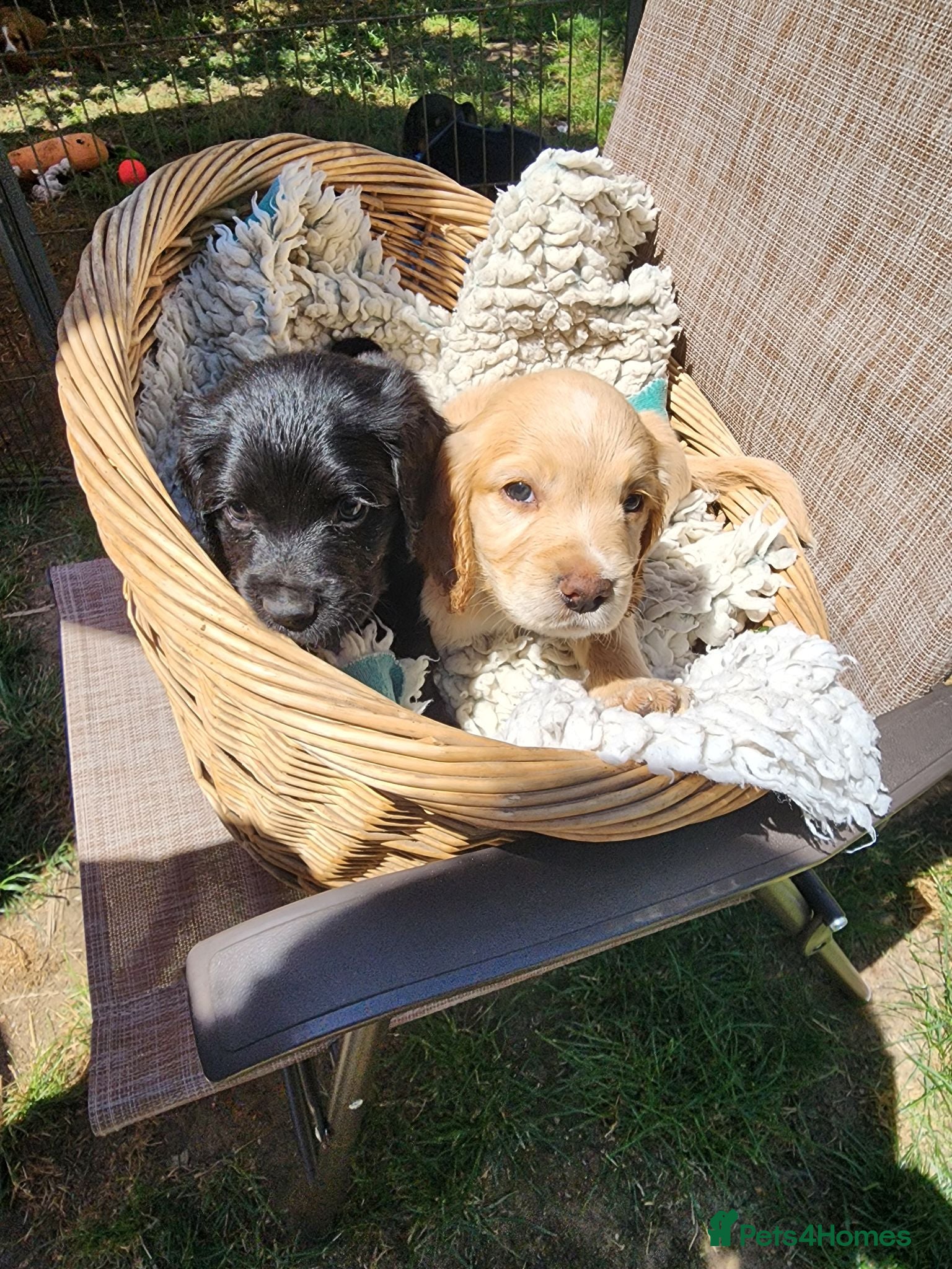 Sprocker dogs Sprocker Pups (3/4 Cocker) from Licenced Breeder  - Advert 2