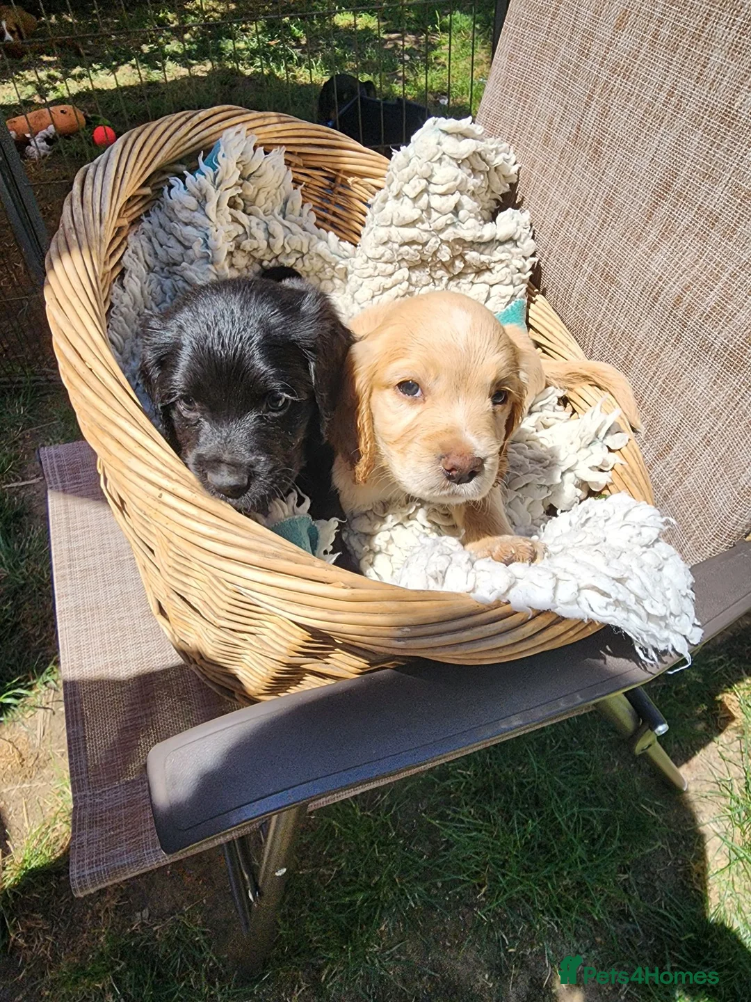 Sprocker dogs for sale: Sprocker Pups (3/4 Cocker) from Licenced Breeder  - Advert 2