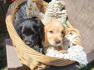Sprocker dogs Sprocker Pups (3/4 Cocker) from Licenced Breeder - Advert 4