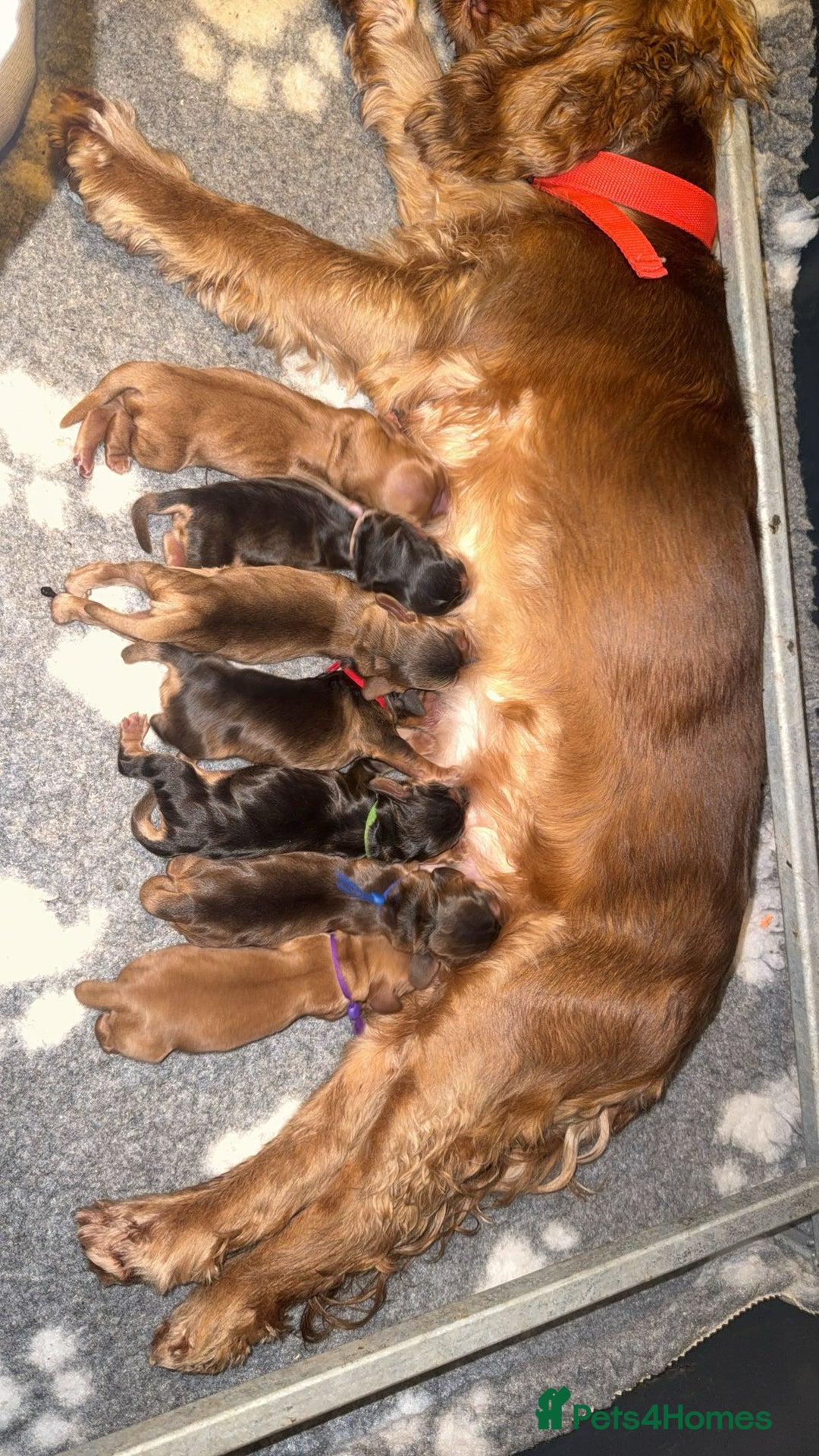 Cocker Spaniel dogs for sale: KC Reg Show Cocker Spaniel Puppies  - Advert 3