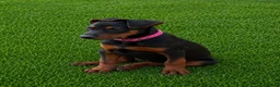 Chinese Red Dog dogs for sale: ( 1 GIRL LEFT  ) Chinese red dog  ( READY TO GO ) - Advert 8