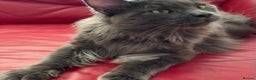 Maine Coon cats for stud: GCCF Russian Line handsome stud Kodiak in Braintree - Advert 6