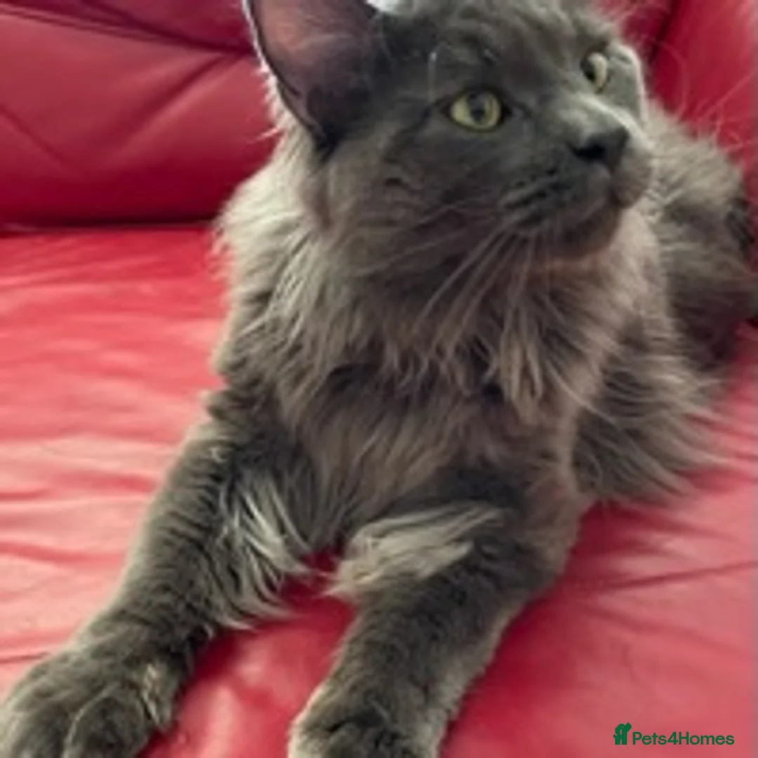 Maine Coon cats for stud: GCCF Russian Line handsome stud Kodiak in Braintree - Advert 6