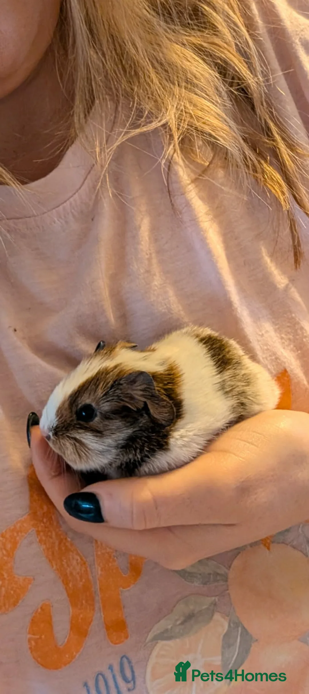 Guinea Pig rodents for sale: Baby guinea pigs  in Ashington - Advert 2