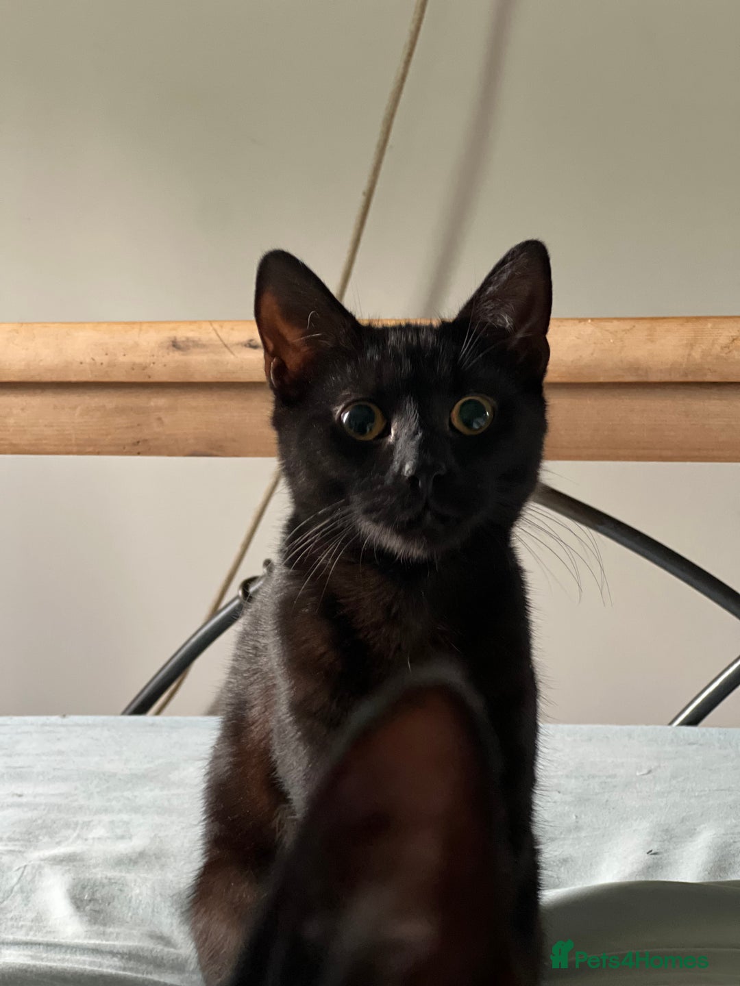 Domestic Shorthair cats for sale: Looking for a new home for our 2 wonderful cats. - Image 8