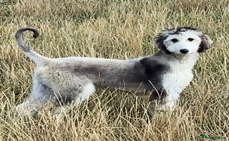 Afghan Hound dogs - Advert 2