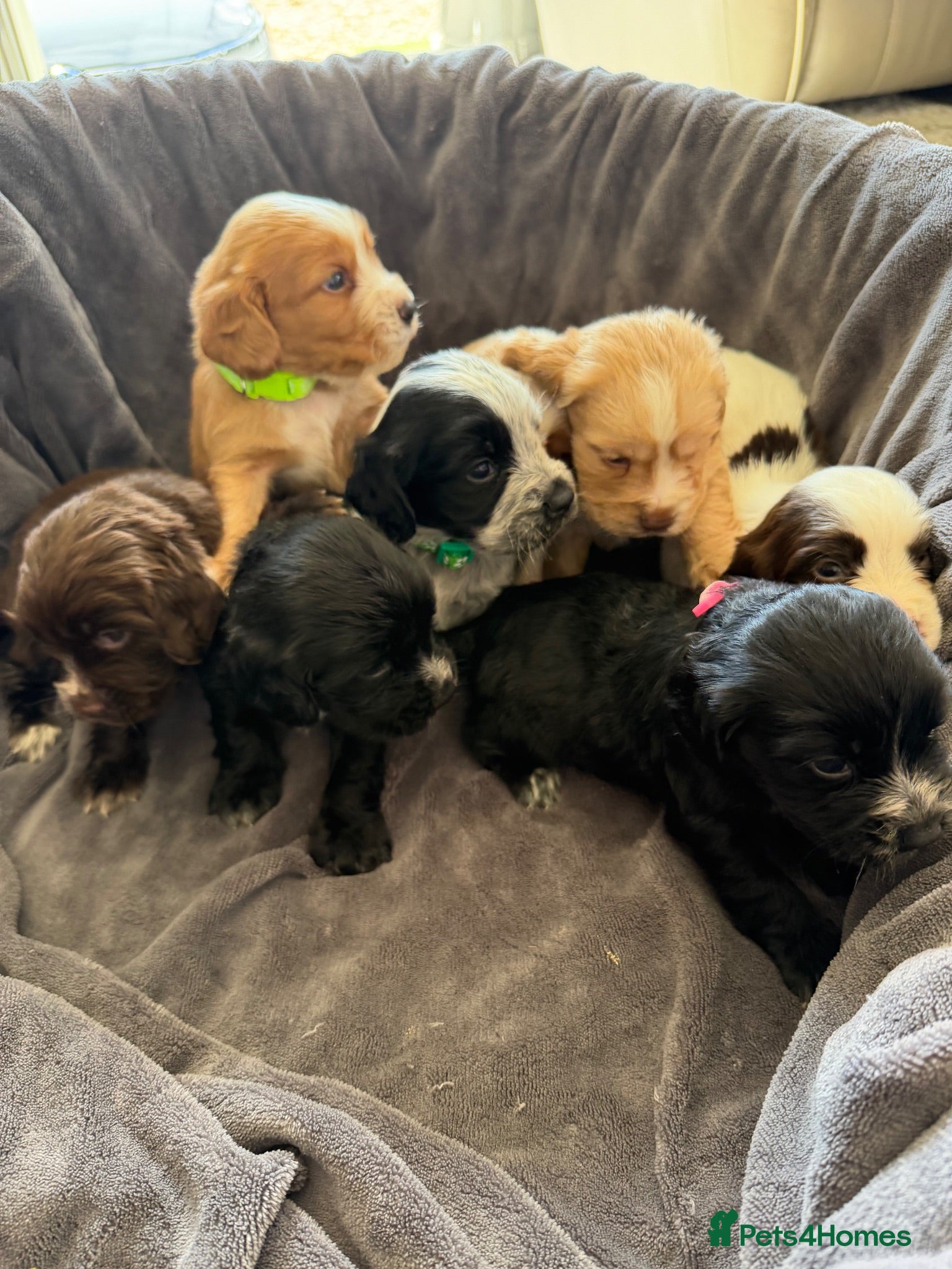 Cocker Spaniel dogs Cocker spaniel pups  - Advert 1