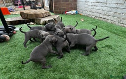 Staffordshire Bull Terrier dogs for sale: Quality Staffordshire Bull Terriers  - Image 19