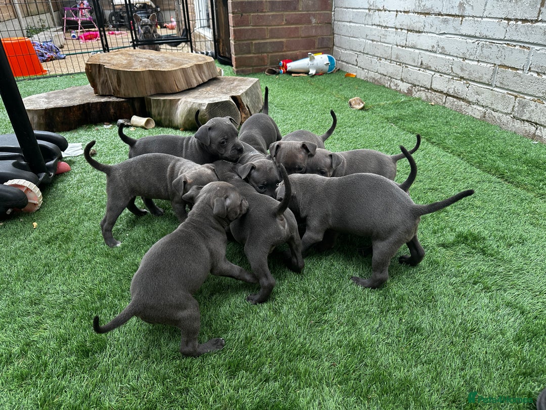 Staffordshire Bull Terrier dogs for sale: Quality Staffordshire Bull Terriers  - Image 19