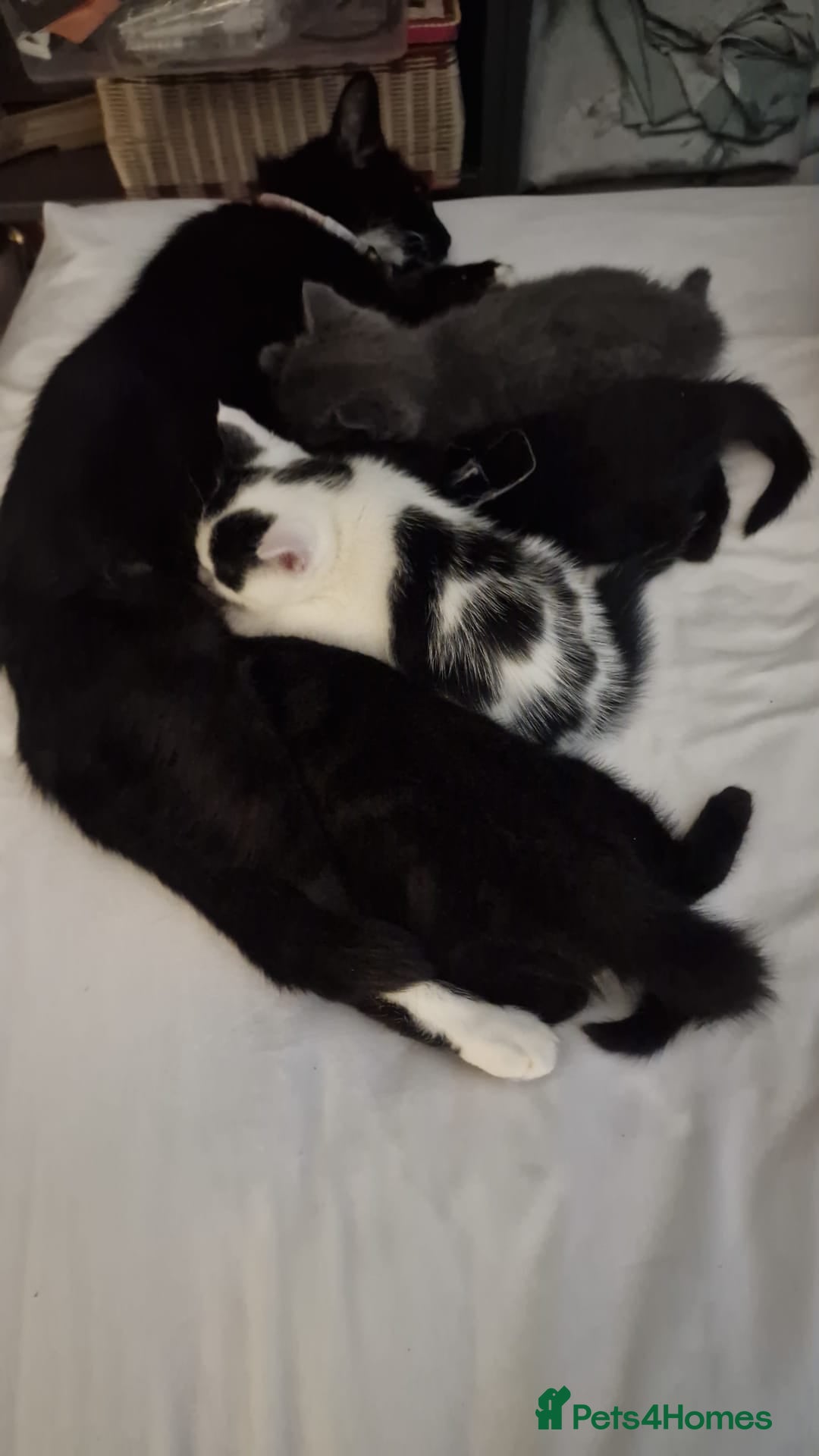 Mixed Breed cats 3 beautiful male kittens - Advert 1