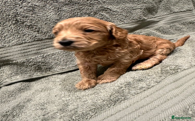 Cockapoo dogs - Advert 1