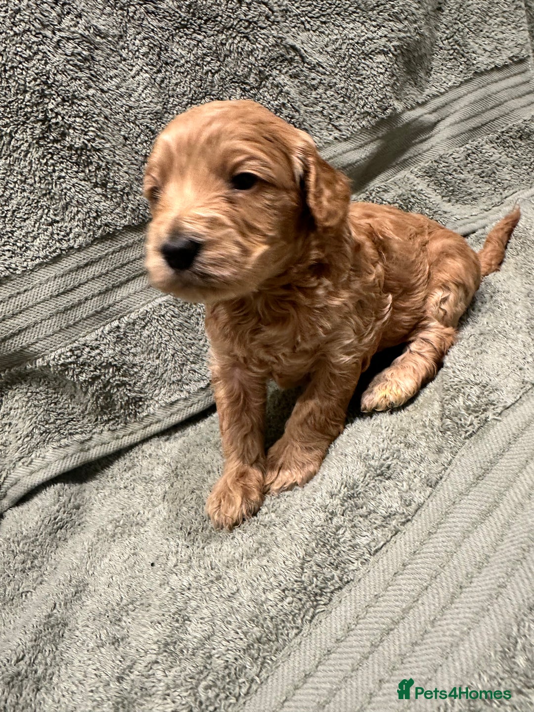 Cockapoo dogs for sale: Beautiful tiny cockapoos!  - Image 1
