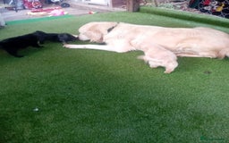 Goldendoodle dogs for sale: 🥰READY NOW GOLDENDOODLES🥰 - Image 11