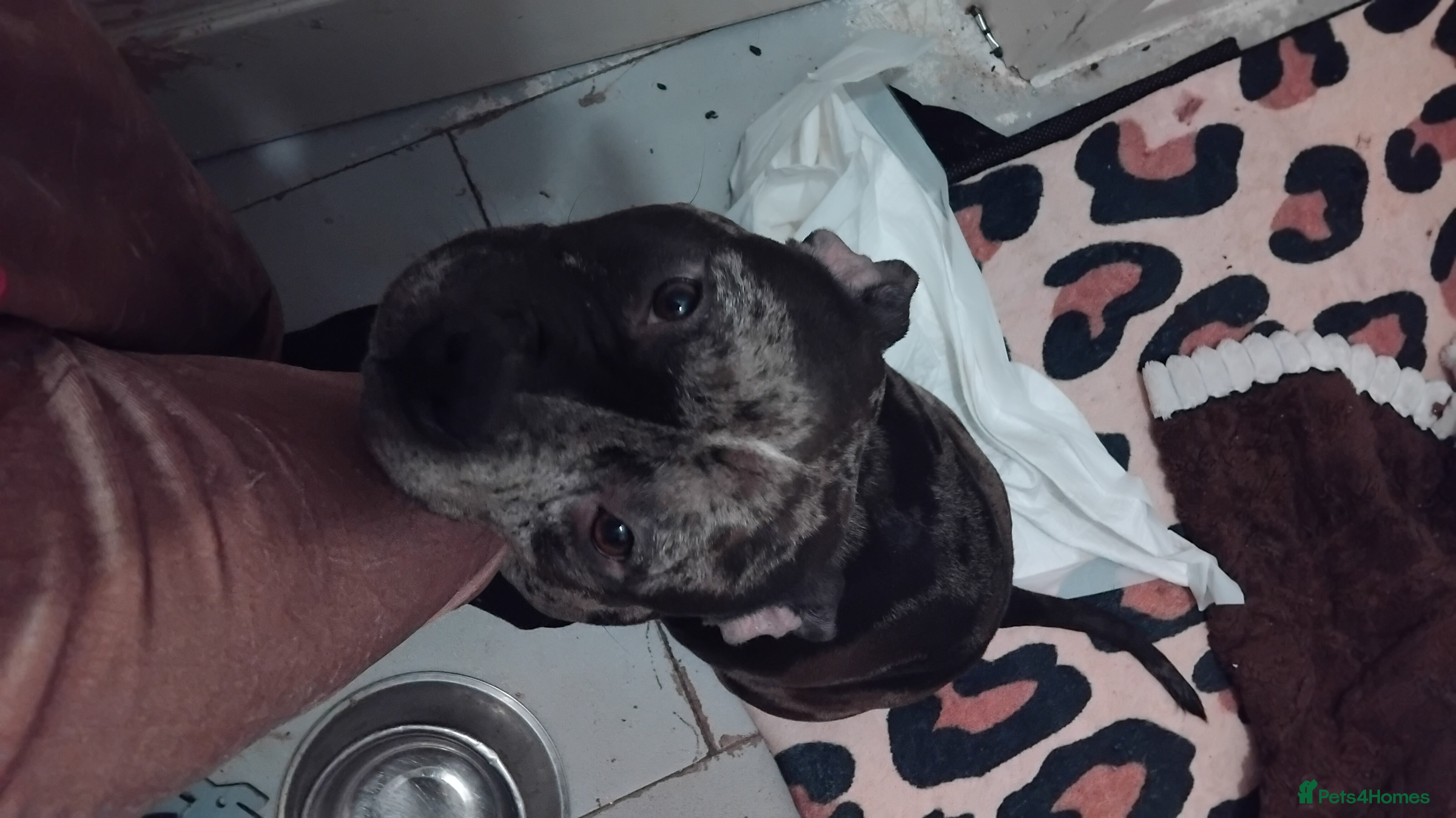 American Bulldog dogs Pocket bullies beautiful colours - Advert 8