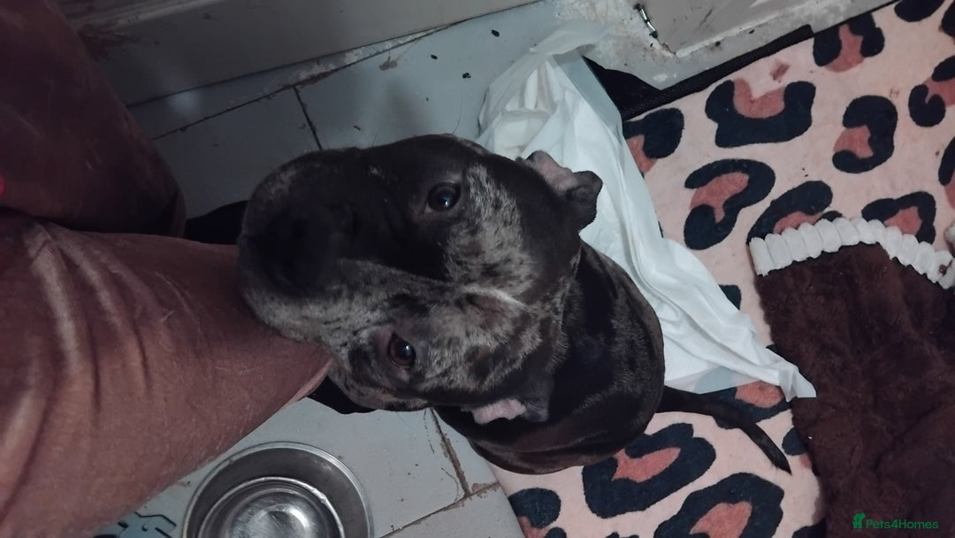 American Bulldog dogs for sale: Pocket bullies beautiful colours - Advert 1