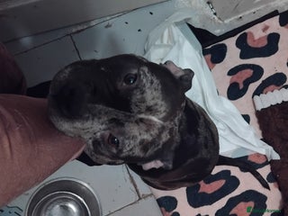 American Bulldog dogs Pocket bullies beautiful colours - Advert 1