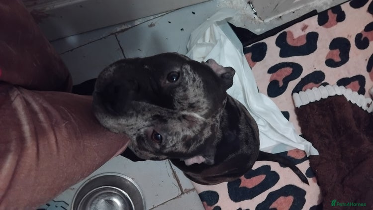 American Bulldog dogs Pocket bullies beautiful colours - Advert 1