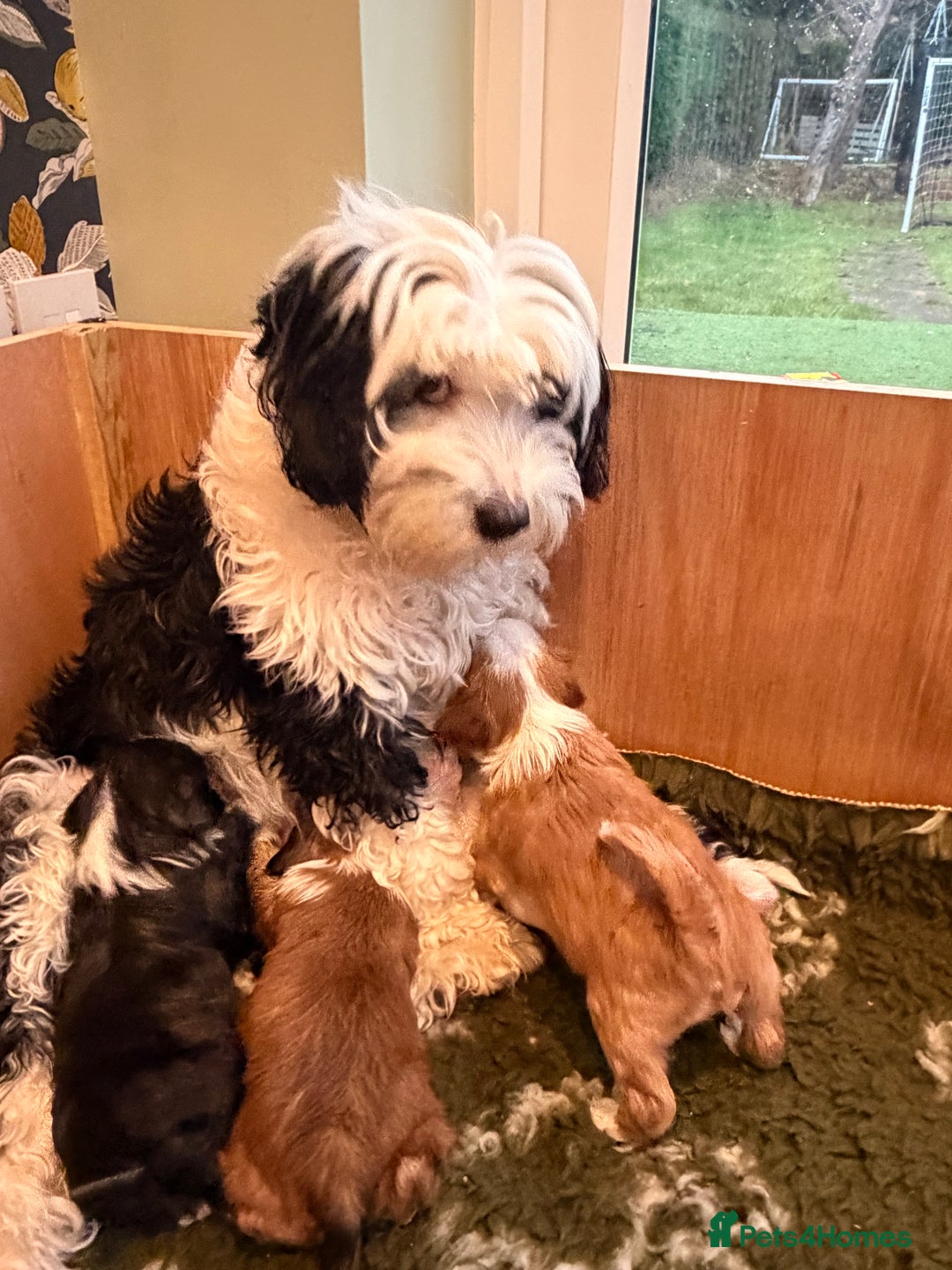 Tibetan Terrier dogs for sale: Beautiful Tibetan Terriers - Advert 10