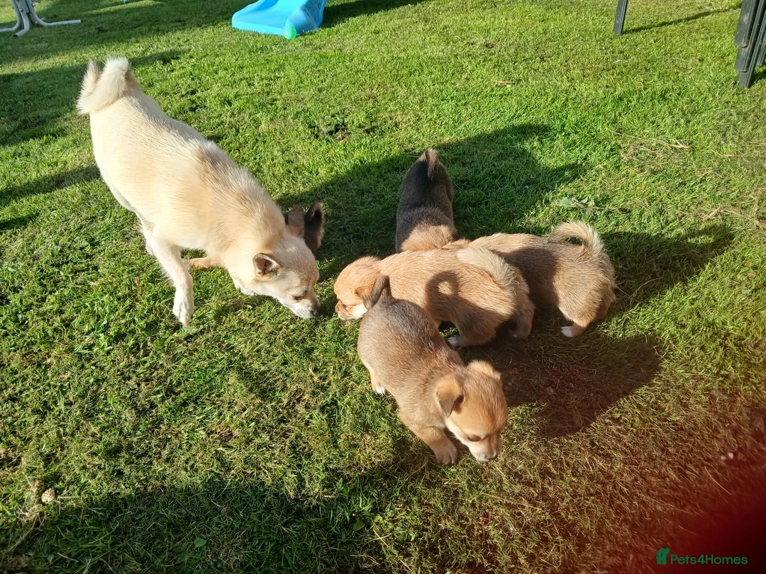 Pomchi dogs for sale: Pomchi - Advert 2