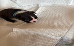 Boston Terrier dogs for sale: K.C. BEAUTIFUL BOSTON TERRIER PUPPIES - Image 13