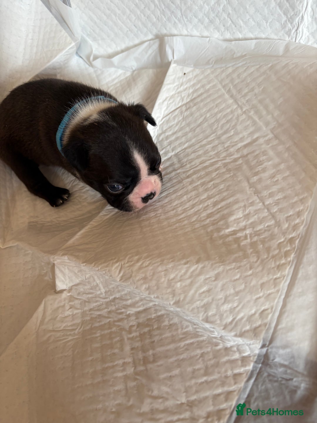 Boston Terrier dogs for sale: K.C. BEAUTIFUL BOSTON TERRIER PUPPIES - Image 13