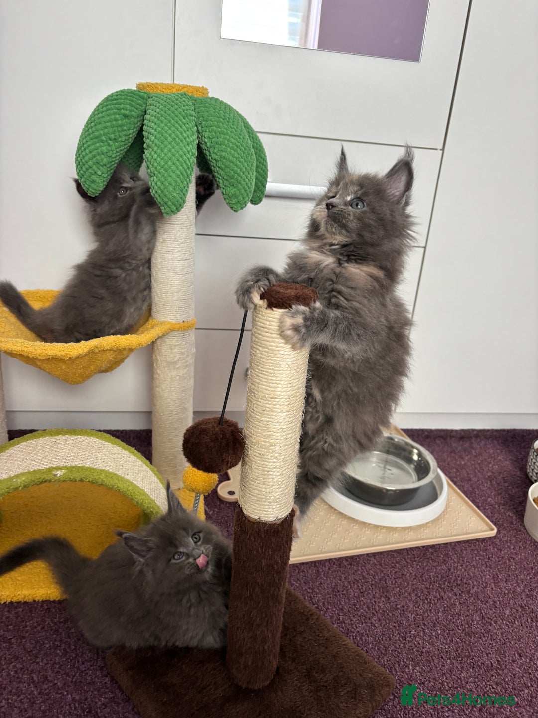 Maine Coon cats for sale: ✨7 Pure Bred Maine Coon Kittens✨ - Image 26
