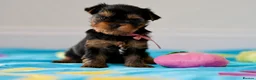 Yorkshire Terrier dogs for sale: Top Quality KC Reg Yorkshire Terrier Puppies - Advert 9