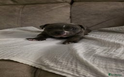 Staffordshire Bull Terrier dogs for sale: 3 Beautiful little staff boys - Image 16
