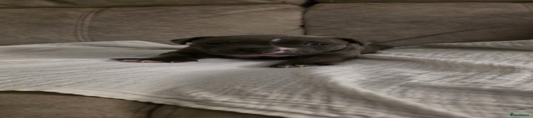 Irish Blue Staff Pup