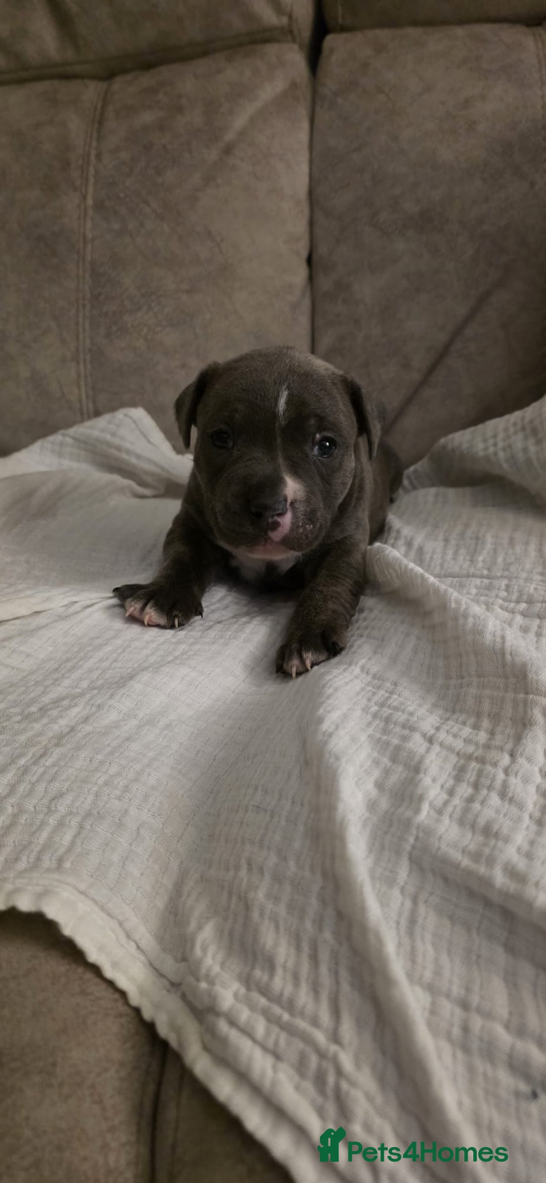 Staffordshire Bull Terrier dogs for sale: 3 Beautiful little staff boys - Image 16