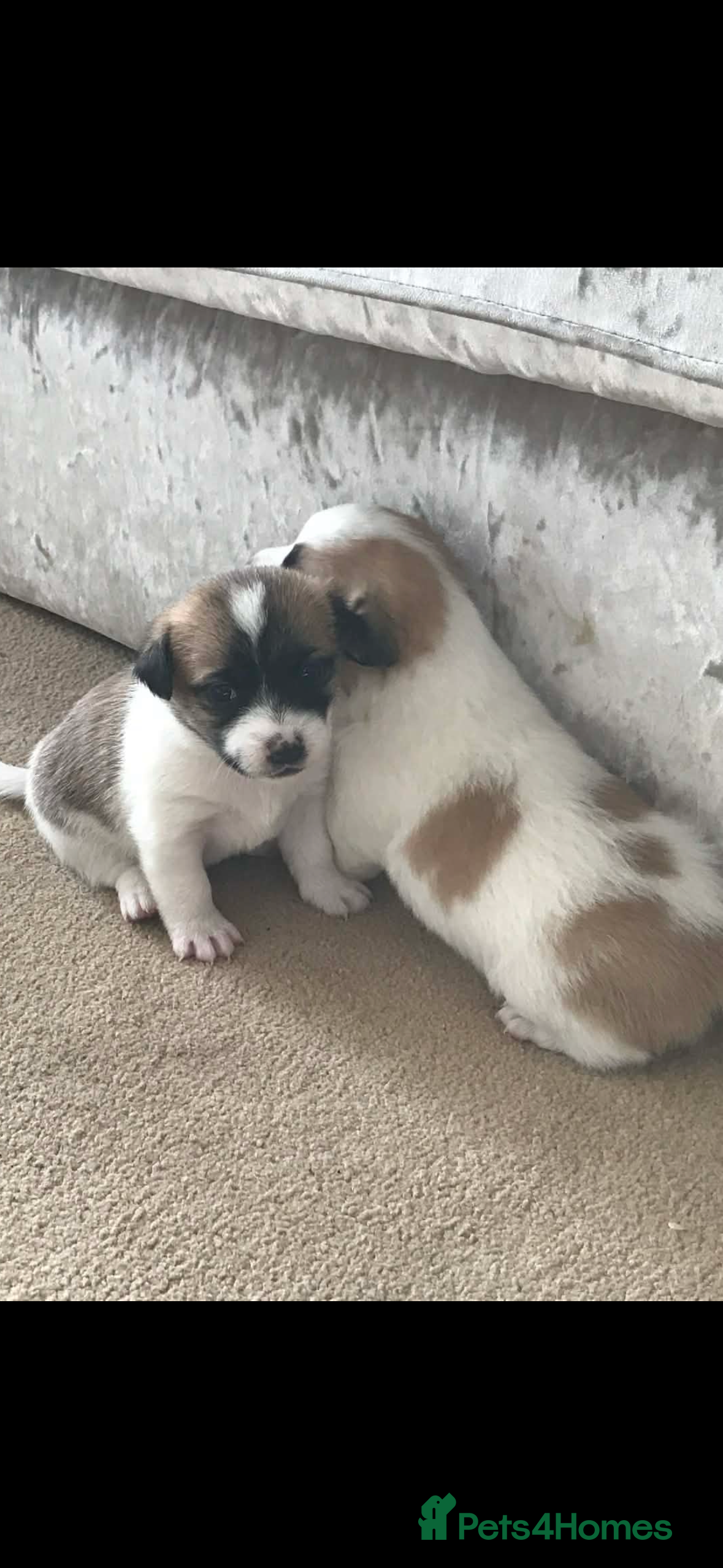 Mixed Breed dogs Jack Russell x Zoochon Puppies  - Advert 8