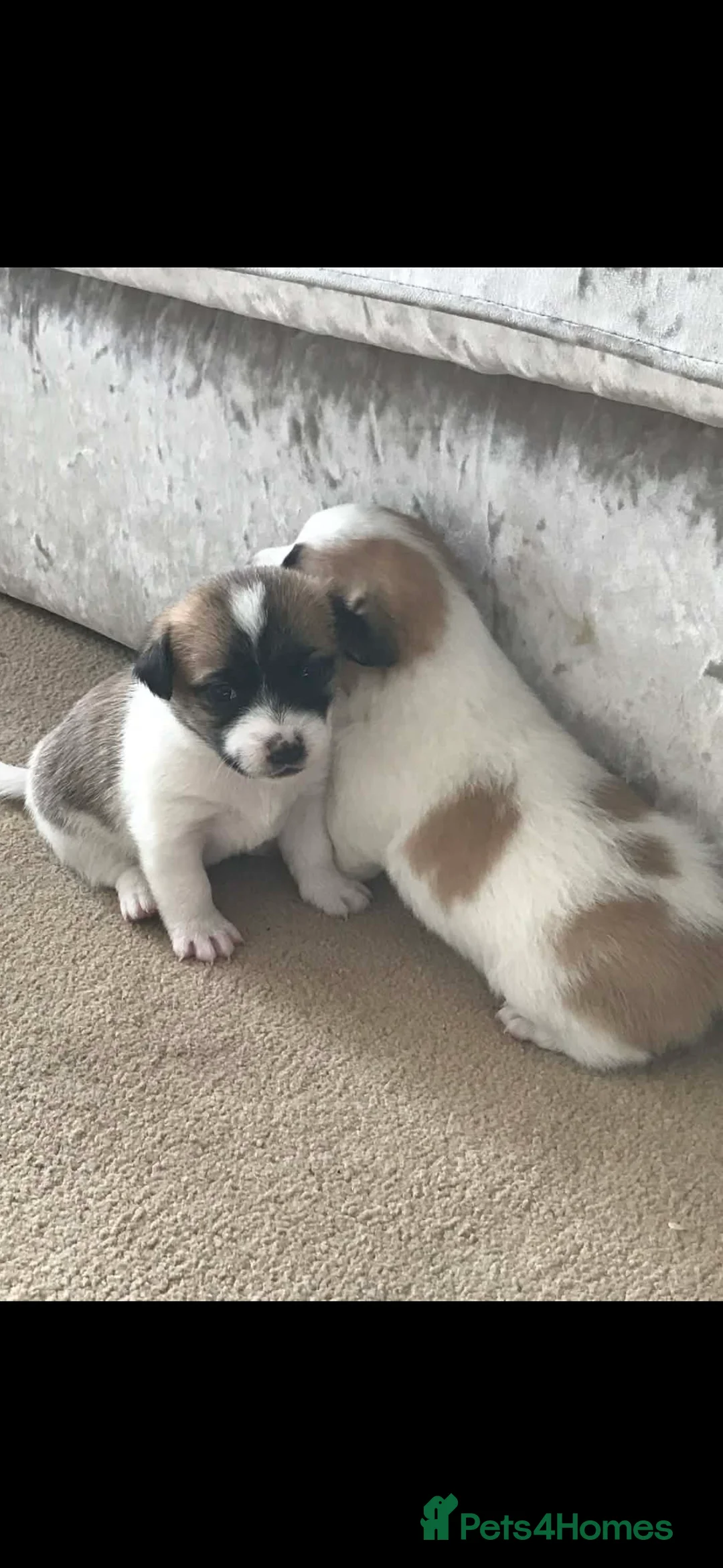 Mixed Breed dogs for sale: Adorable Jack Russell x Zoochon Puppies - Advert 2