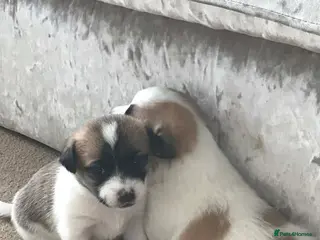 Mixed Breed dogs Jack Russell x Zoochon Puppies - Advert 8