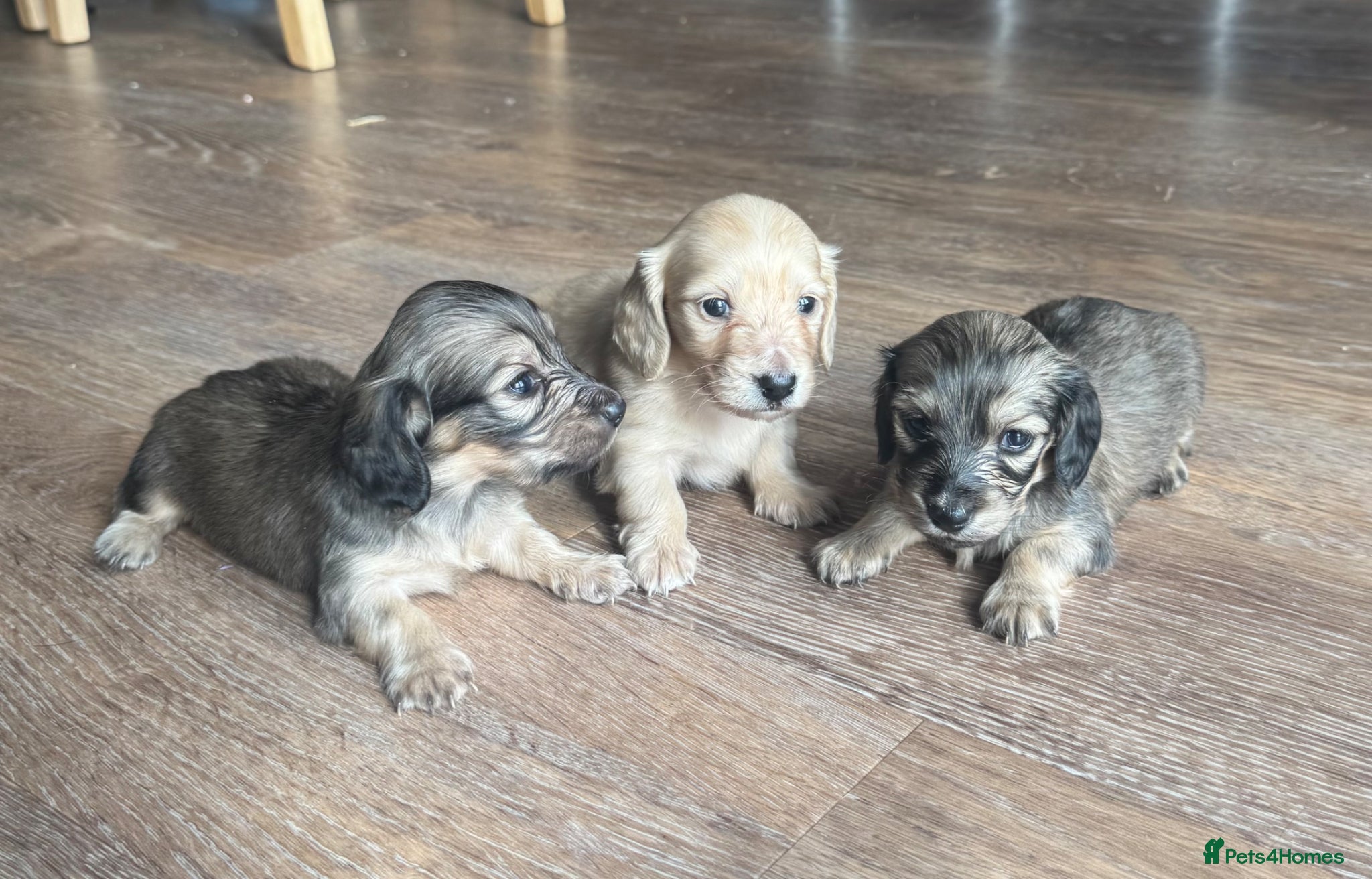 Miniature Dachshund dogs Cream & Shaded Cream KC Mini Dachshunds  - Advert 1