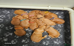 Mixed Breed dogs for sale: FULLY HEALTH TESTED FOX RED MINIATURE COCKAPOOS  - Image 20