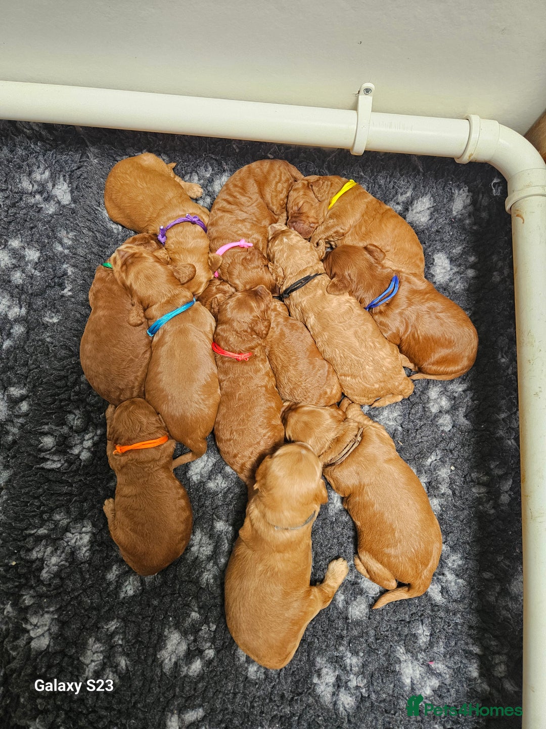 Mixed Breed dogs for sale: FULLY HEALTH TESTED FOX RED MINIATURE COCKAPOOS  - Image 20