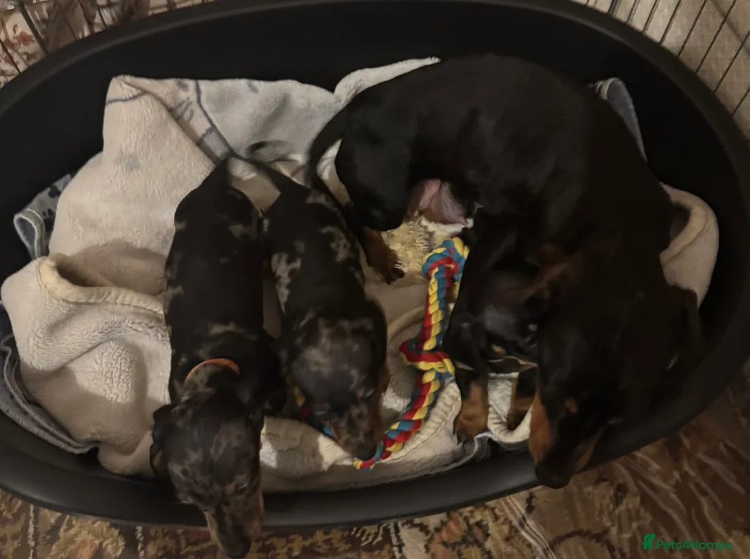 Miniature Dachshund dogs for sale: READY NOW KC Miniature Dachshunds  - Advert 15