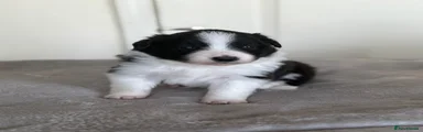 Border Collie Puppy 2