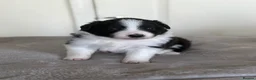 Border Collie dogs for sale: Beautiful border collie puppies - Advert 14