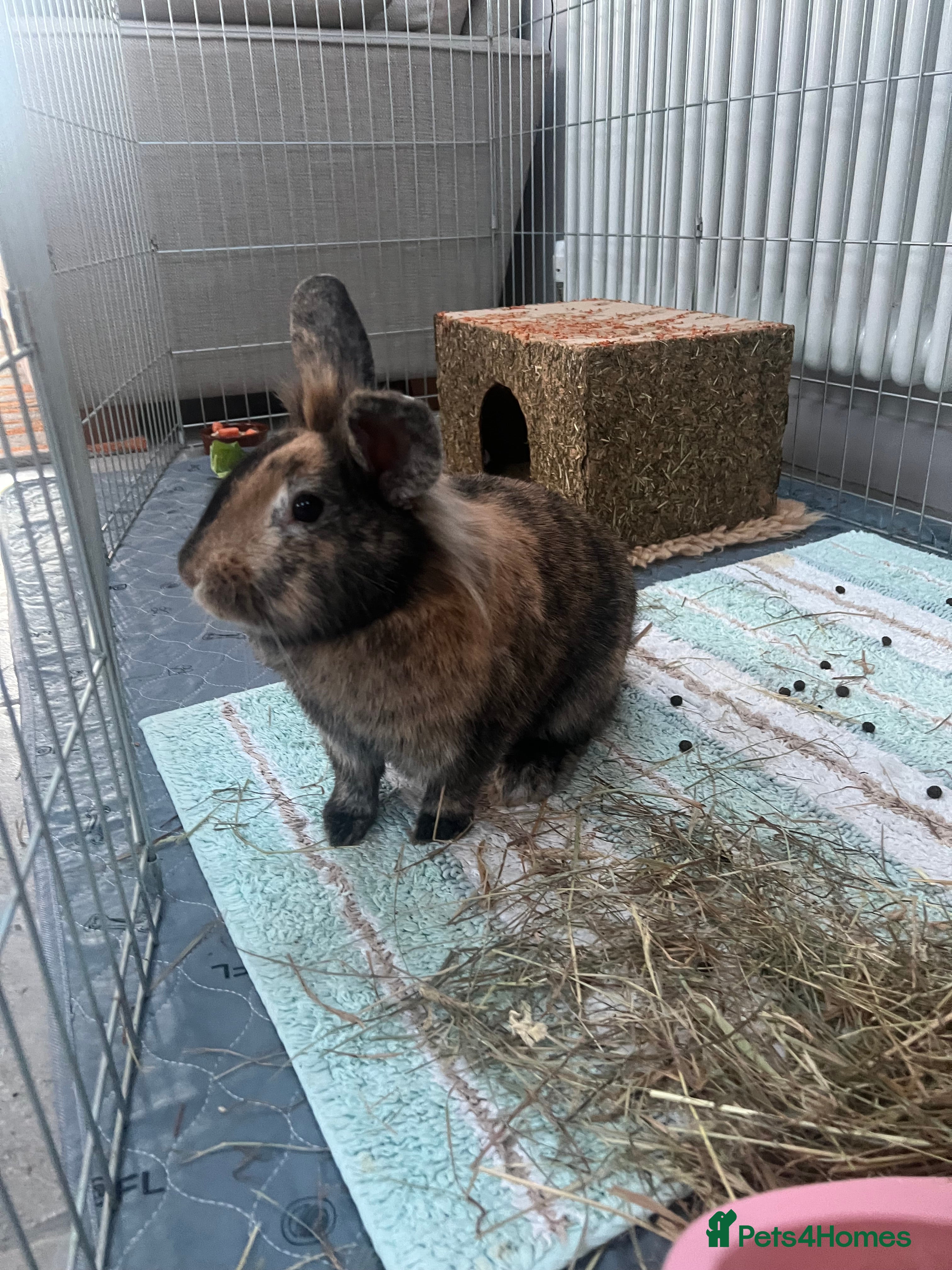 Lionhead rabbits Rehome: Friendly, cute, healthy, lionhead (spayed) - Advert 8