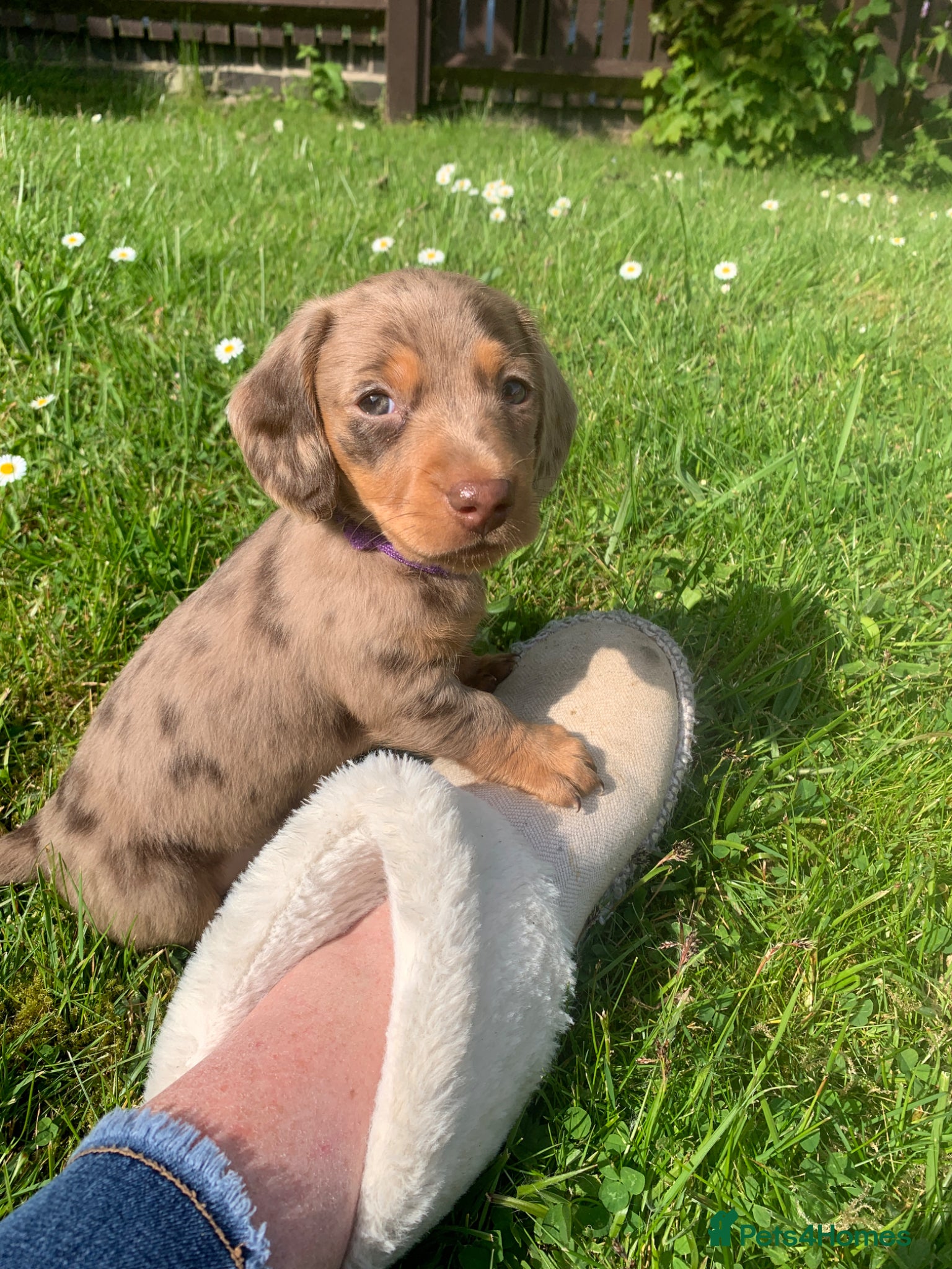 Dachshund dogs Miniature dachshund puppies 3 BOYS  - Advert 5