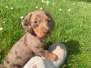 Dachshund dogs Miniature dachshund puppies 3 BOYS - Advert 5