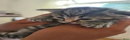 Mixed Breed cats for sale: Cute and  playful kittens  - Advert 9