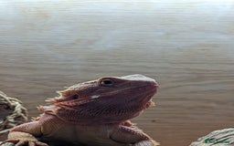 Bearded Dragon reptiles for sale: Bearded Dragon - Advert 2