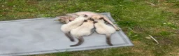 Mixed Breed cats for sale: Blue-Eyed Devon Rex x Siamese Kittens – Vaccinated - Advert 3